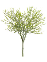 14" Frosted Corokia Spray  Green Ice (pack of 12)
