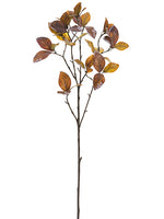 30" Frosted Enkianthus Spray  Brown (pack of 12)