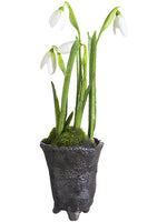 9.5" Iced Snowdrop in Clay Pot White (pack of 6)