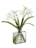 11" Snowed Paperwhite in Glass Vase White Snow (pack of 12)