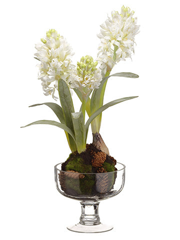 17.5"Hx8"Wx8"L Hyacinth in Glass Vase With Moss/Pine Cone White (pack of 4)