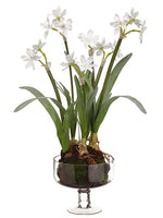 25"Hx11"x11"L Narcissus in Glass Vase With Moss/Pine Cone White (pack of 2)
