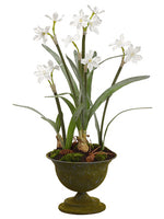 27"Hx10"Wx11"L Narcissus in Metal Urn With Moss/Pine Cone White (pack of 4)