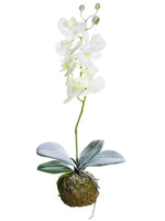 17" Snowed Standing Phalaenopsis Orchid With Bulb White Snow (pack of 4)