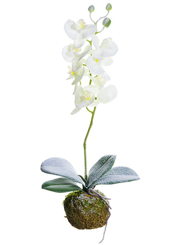 17" Snowed Standing Phalaenopsis Orchid With Bulb White Snow (pack of 4)