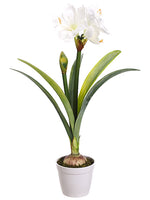 30" Amaryllis Plant in Pot  White (pack of 1)