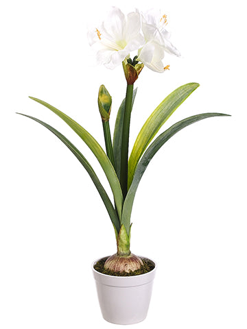 30" Amaryllis Plant in Pot  White (pack of 1)