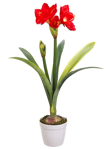 30" Amaryllis Plant in Pot  Red (pack of 1)