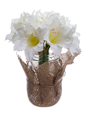 9" Amaryllis in Glass Jar  White (pack of 6)