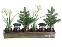 15" Narcissus/Pine Tree in Glass Vase x6 w/Wood Box White Green (pack of 2)