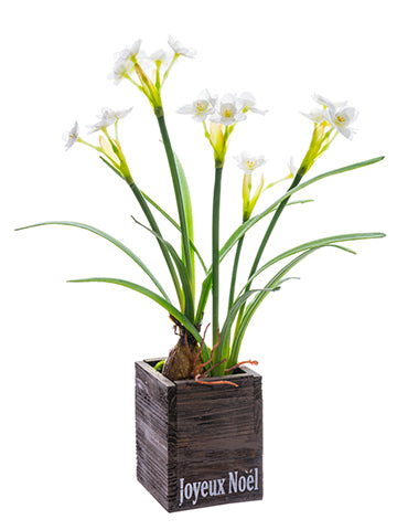 18" Narcissus in Wood Box  White (pack of 6)