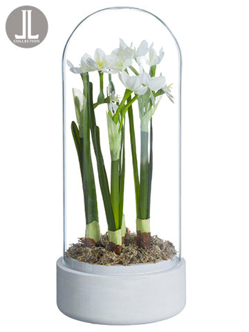 11" Narcissus in Glass Dome  White (pack of 4)