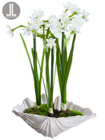 14" Narcissus in Shell  White (pack of 4)