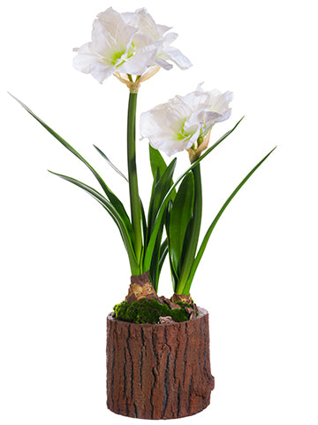 31.5" Amaryllis in Poly Resin Pot White (pack of 1)