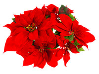 3" William Velvet Poinsettia Candle Ring Red (pack of 12)