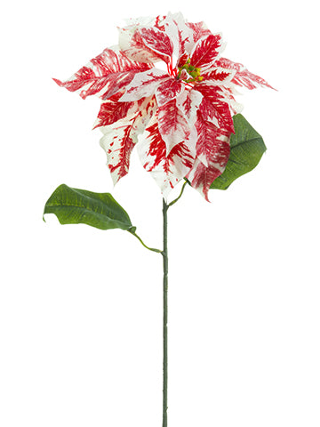 28" Iced Princess Poinsettia Spray Red White (pack of 12)
