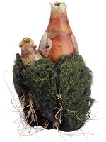 4.5" Organic Soft Soil Bulb  Natural (pack of 6)