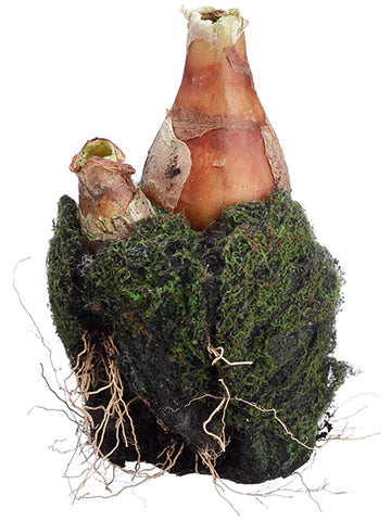 4.5" Organic Soft Soil Bulb  Natural (pack of 6)