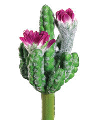 5.5" Finger Cactus x2 w/Flowers  (pack of 12)