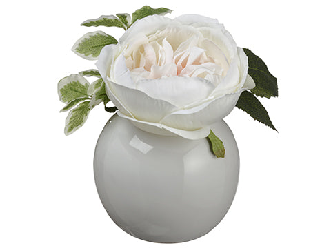 6.5" Open Rose in Ceramic Vase  Peach Cream (pack of 6)