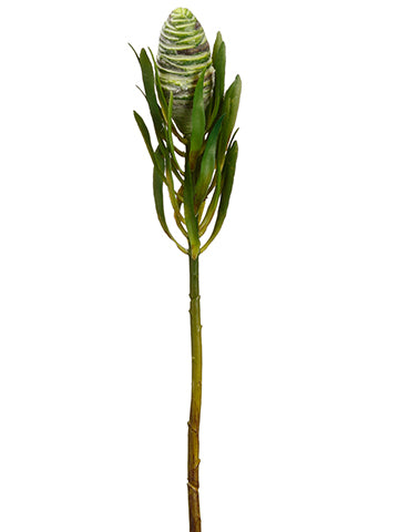 17.5" Leucadendron Spray  Green (pack of 12)
