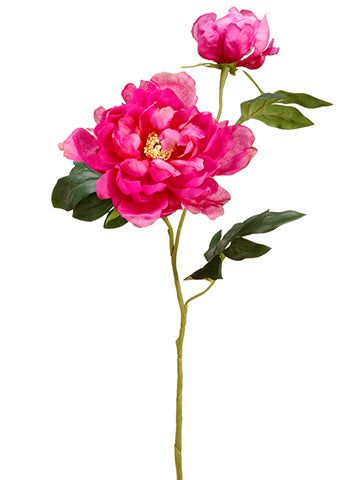 Fuchisa