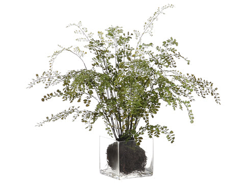 28" Maidenhair Fern Plant in Glass Vase in Re-Shippable Box Green (pack of 1)