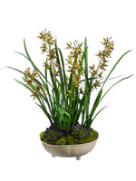 26" Mini Cymbidium Orchid Plant w/Moss/Succulent in Ceramic Bowl in Re-Shipper Box (pack of 1)