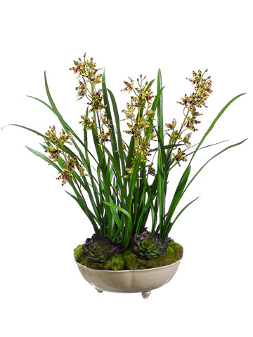 26" Mini Cymbidium Orchid Plant w/Moss/Succulent in Ceramic Bowl in Re-Shipper Box (pack of 1)