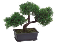 9" Cedar Bonsai w/113 Leaves in Rectangular Brown Pot Green (pack of 4)