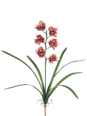 22" Mini Cymbidium Orchid x1 w/6 Flws. & 7 Lvs. Mauve Cream (pack of 6)