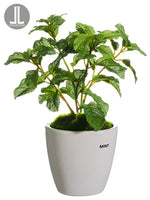 11" Mint in Ceramic Vase  Green (pack of 6)