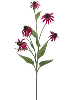 Rubrum
