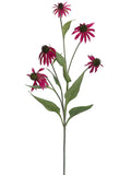Rubrum