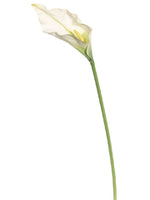 34" Jumbo Calla Lily  White (pack of 12)