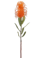 24" Pincushion Protea Spray  Orange (pack of 4)